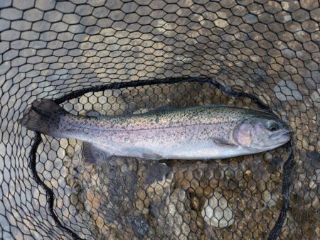 激濁りの中トラウト狙い